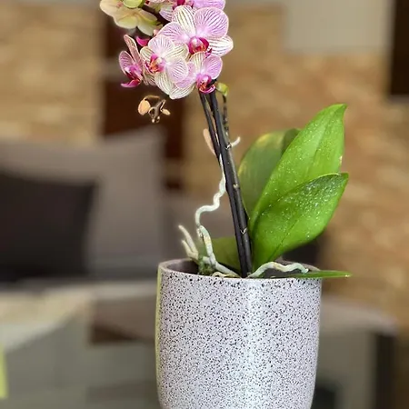 Dorina Wellness Apartman Siófok Esterno foto